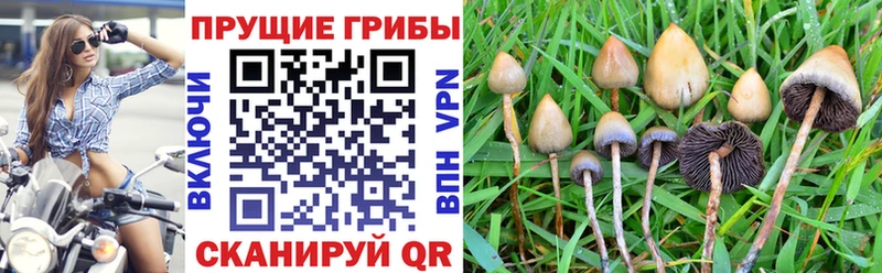 Псилоцибиновые грибы GOLDEN TEACHER  Рошаль 